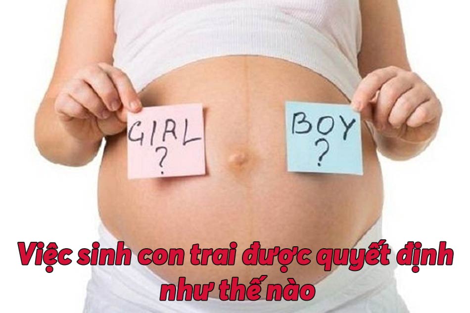 Giới tính thai nhi là nam được quyết định bằng cách nào