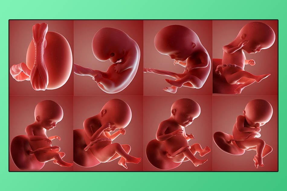 Quá trình phát triển của bé trong bụng mẹ