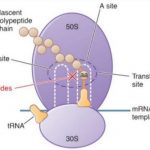 azithromycin-1