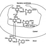 Omeprazole
