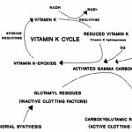 warfarin-3
