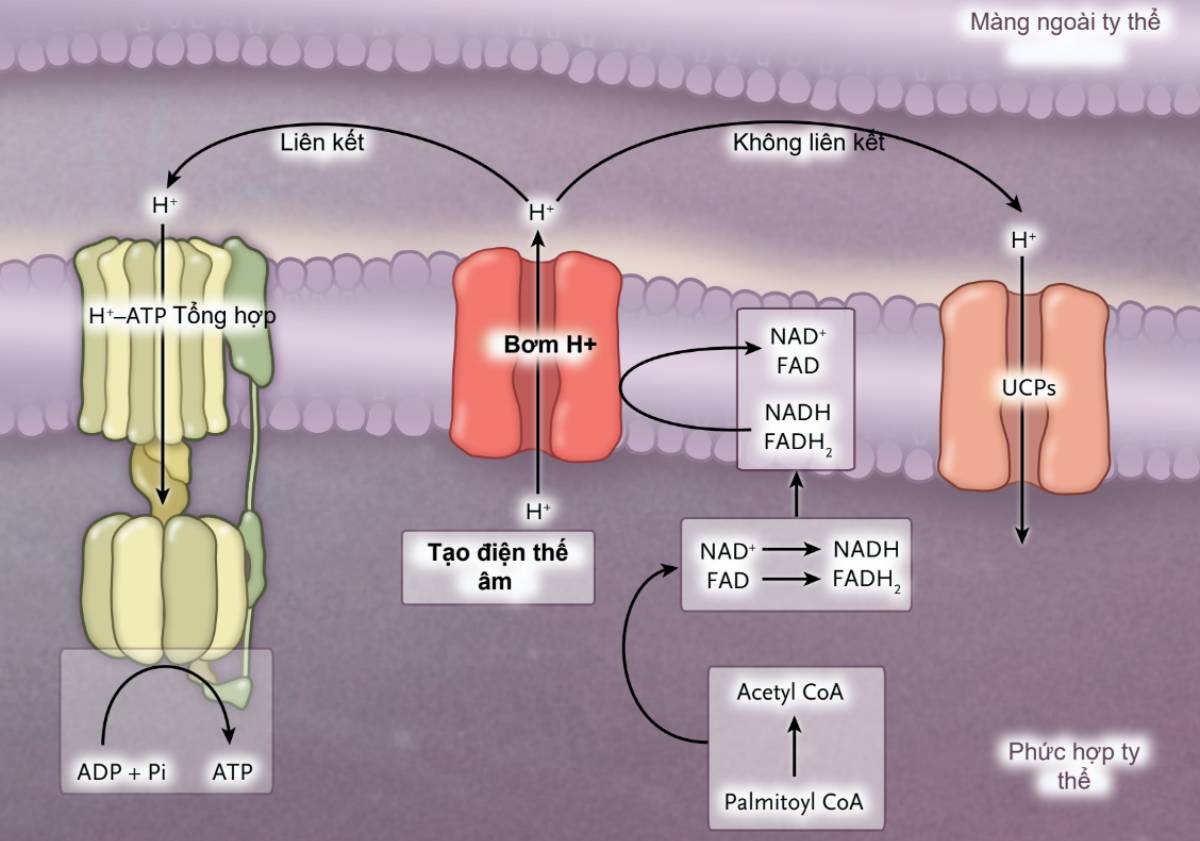 Hình 2. Qúa trình oxy hóa liên kết và không liên kết các acid béo trong ty thể