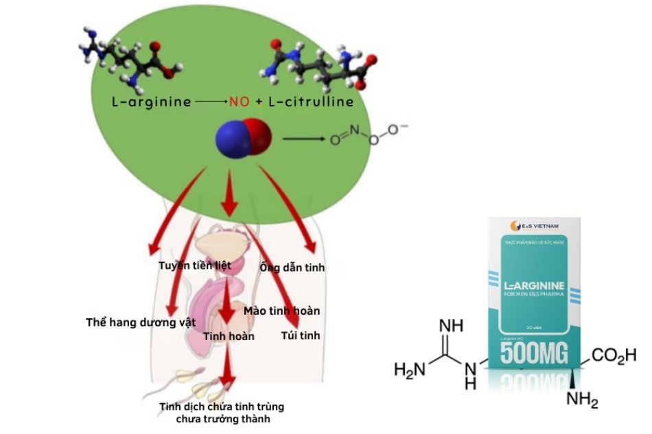Cơ chế tác động của L-Arginine đến hệ sinh sản nam
