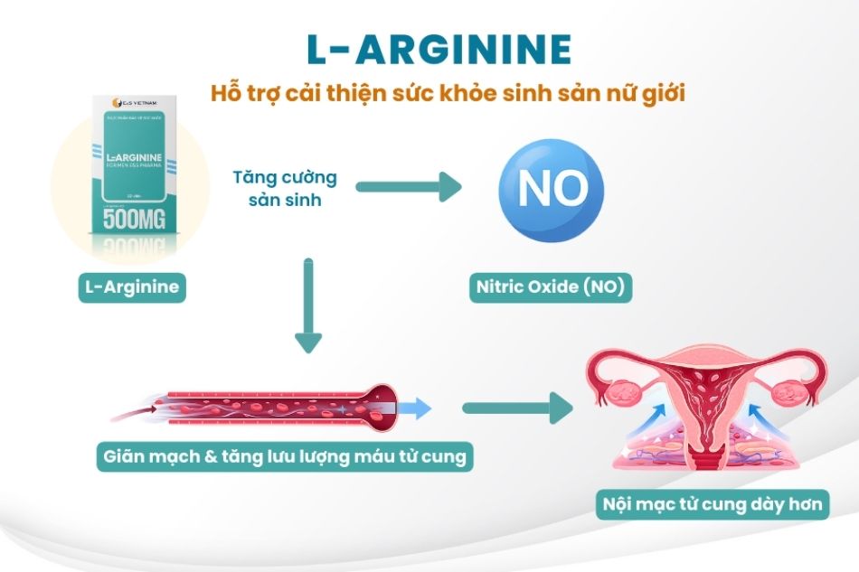 Cơ chế tác động của L-Arginine đối với sinh sản nữ